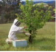 It's a beekeeper - Eddie